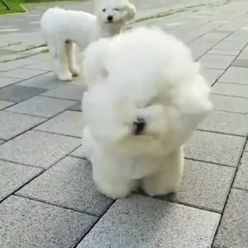 That's how cute they are