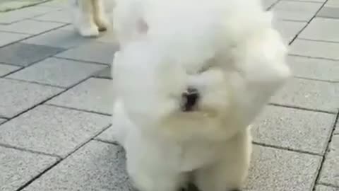 That's how cute they are