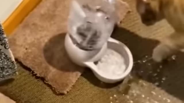Playing cat and dog video