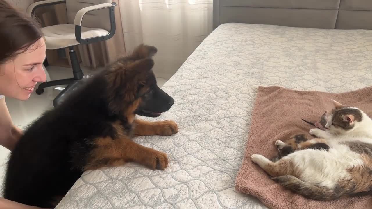 German Shepherd Puppy Meets Mom Cat with Newborn Kittens for the First Time