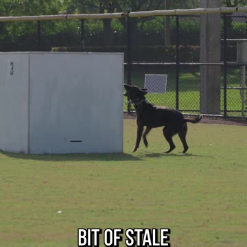 Police Pup Takes on the USPCA Box Search Event