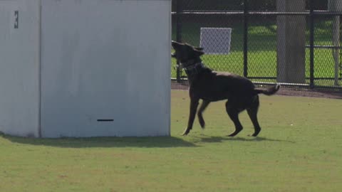 Police Pup Takes on the USPCA Box Search Event