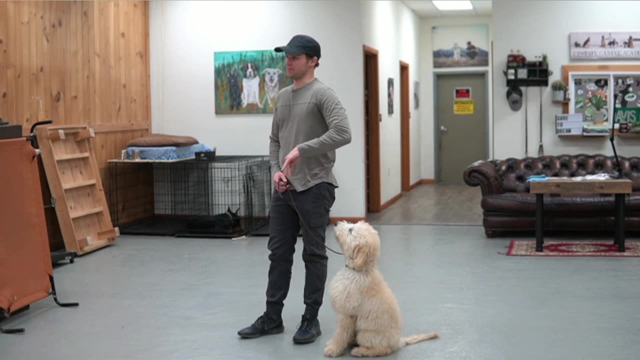 DOGS .TRENING.LEARNING😅😺🐶 #PART-27