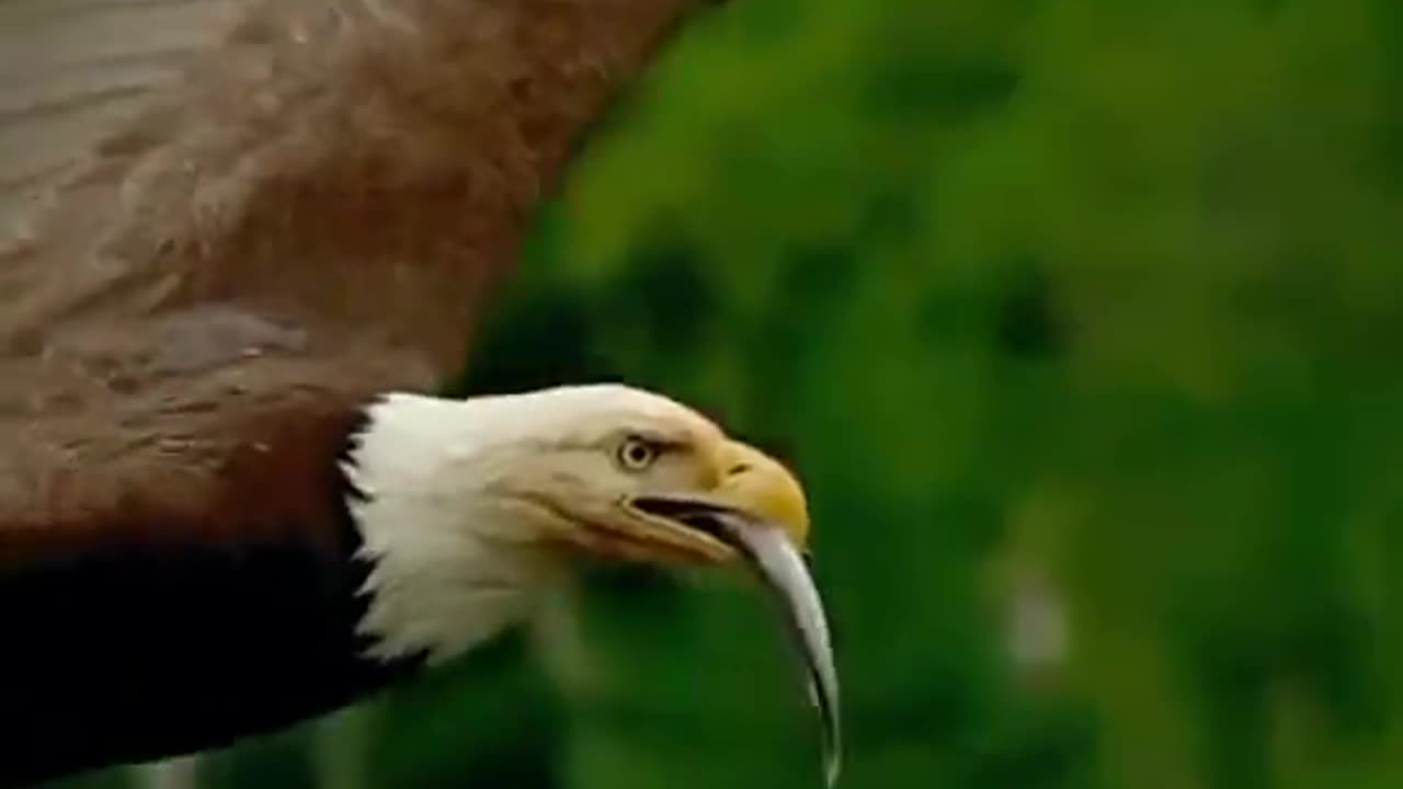 Majestic Eagles.king of the sky