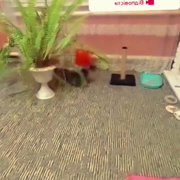 what is this katia? help!!!!!!!