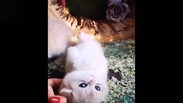 Aww - Funny and Cute Animals Video Compilation 💗