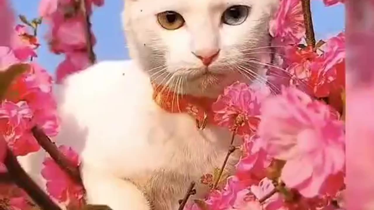 Cuta and funny cat video.