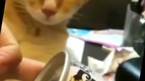 Best Funny Crazy Cats Random Clips😹__ #funny Cute Cats #shorts Video😂__ #trending #animals #reels