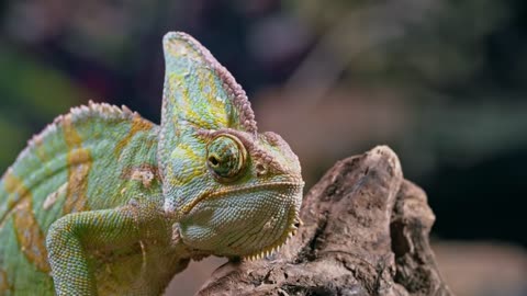 REPTILES FOOTAGE !!!! 4K HD !!