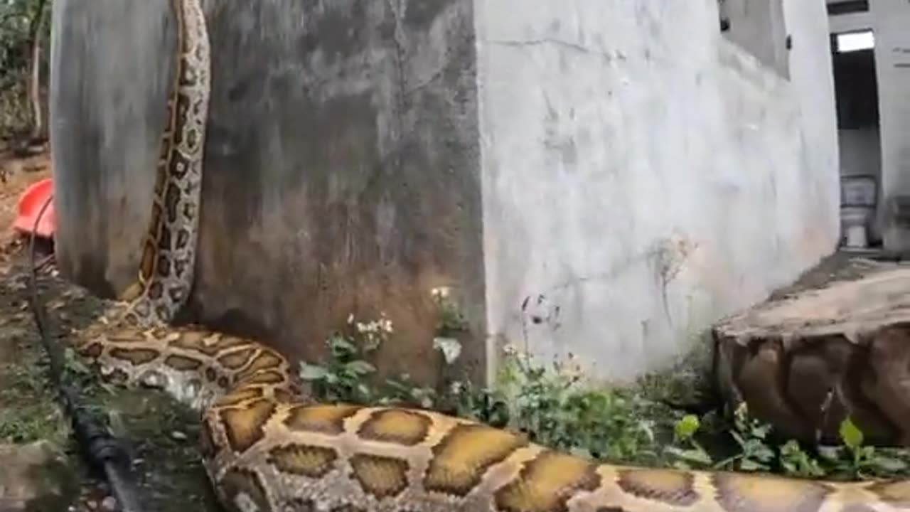 Amazon animal