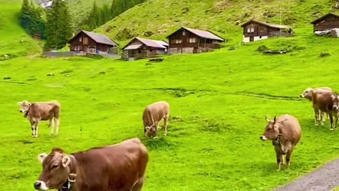 Scenic beauty of kashmir |#nature #explorethebeauty