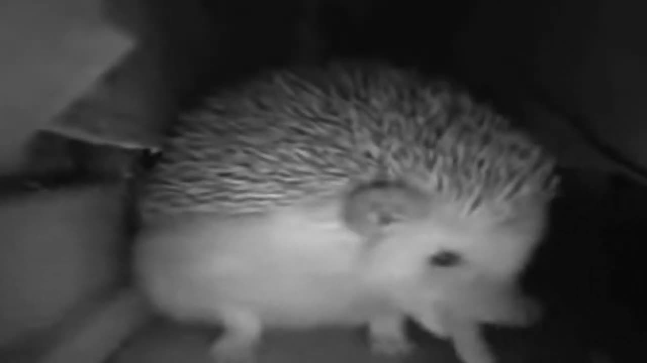 The hedgehog sneezed and farted! a joke)