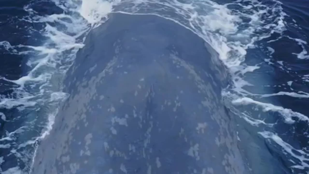 Amazing drone view of the Blue Whale!