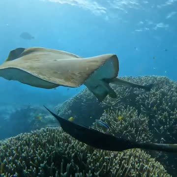 Tortoise In The Land Water #Tortoise_In_The_Land_Water#animals_Nuture #tortoise #Tortoise