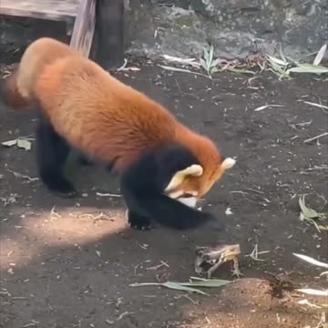 When a red panda met a frog