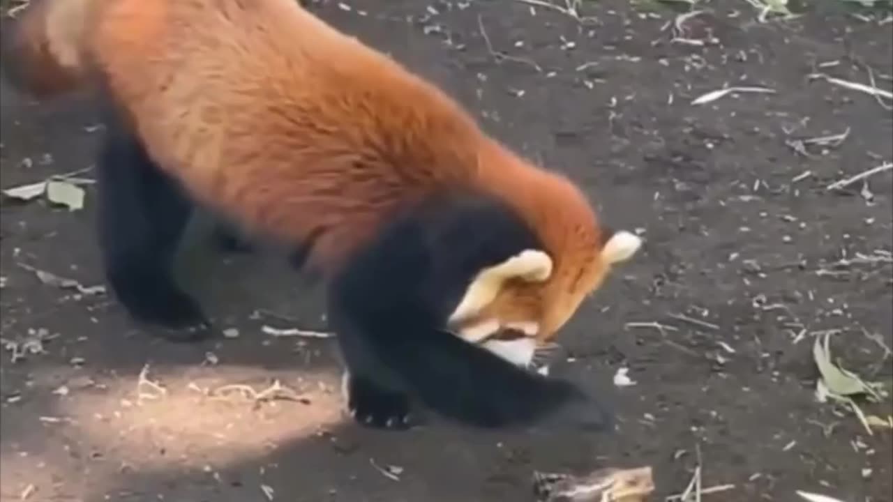 When a red panda met a frog