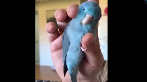 cute parrot enjoying petting