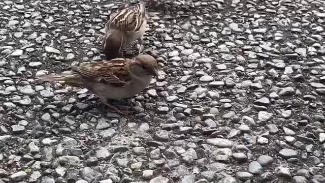 Cute birds snatching