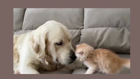 Golden retriever confused by new baby kittn