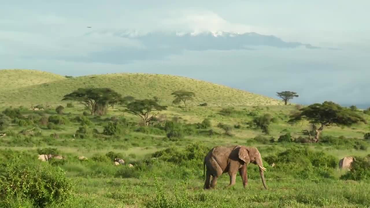 African Safari 4K - Scenic Wildlife Film With African Music