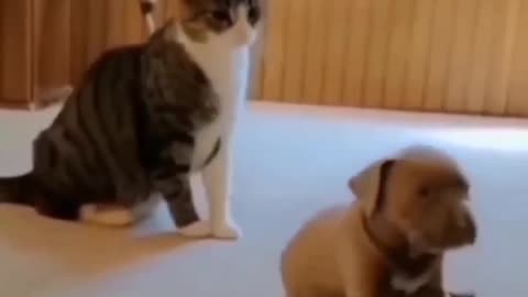 FUNNY CAT SLAPS , FUNNY CAT