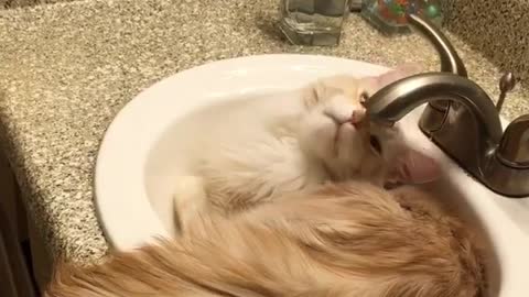 love cat