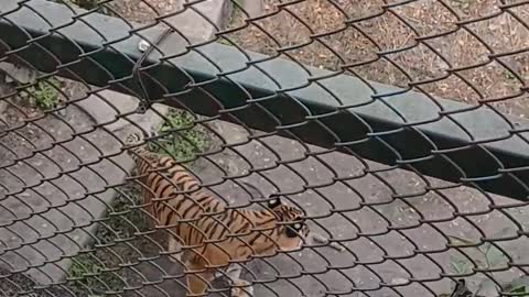 Tiger at zoo