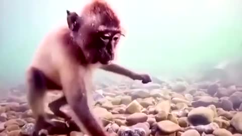 Behavior of monkeys underwater