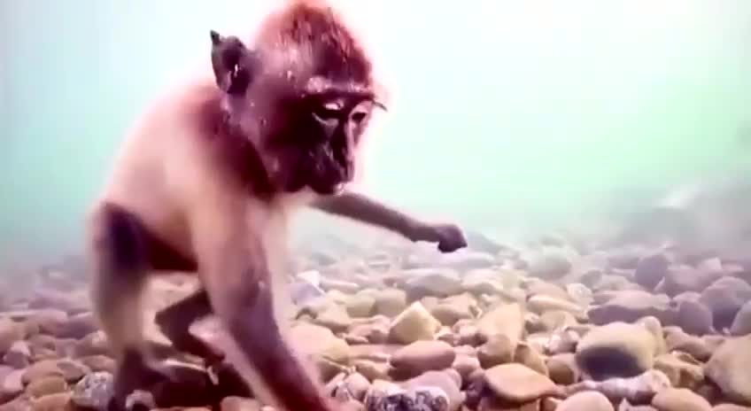 Behavior of monkeys underwater