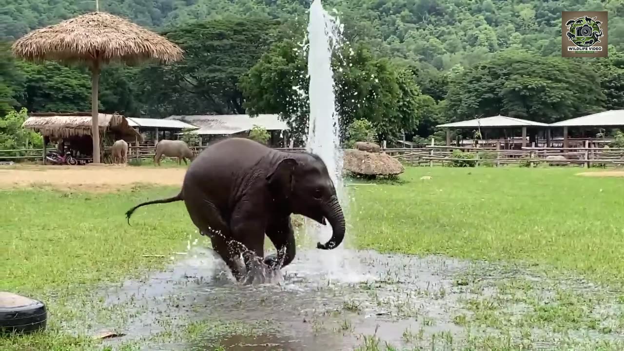 Top Ten Baby Elephants At Play - Elephantnews