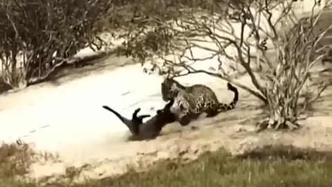 Otter vs Tiger 🐅 😳