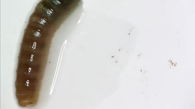 Earthworm moving under miceen 'claws' of a earthwrom_Cut