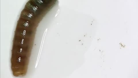 Earthworm moving under miceen 'claws' of a earthwrom_Cut