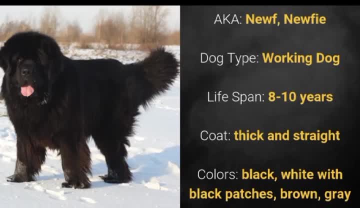 Canadian dog Canadian dog breeds