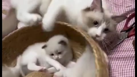 Mom cats happened baby cat