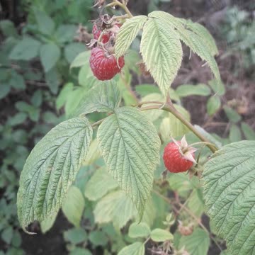 Ripe raspberries in July