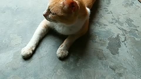 Our Cat At Rest Mode