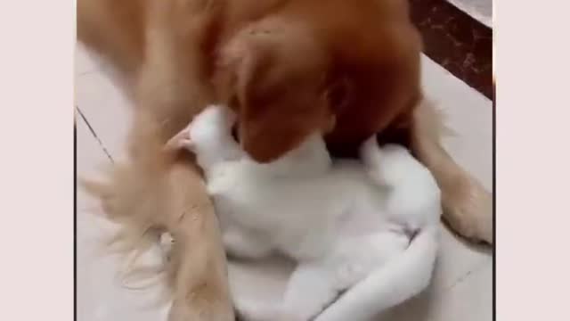 Cat And Dog Playing