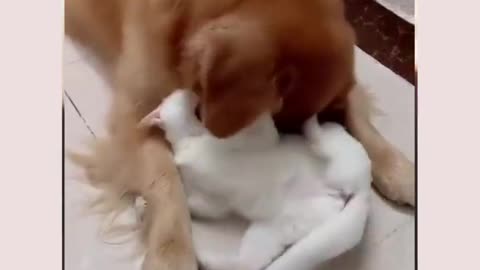 Cat And Dog Playing