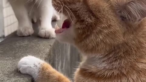 Cats singing😳🐈‍⬛