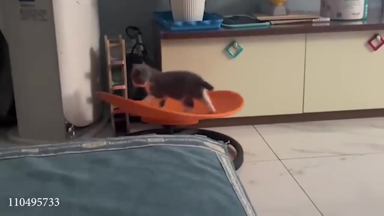 Funny cat video