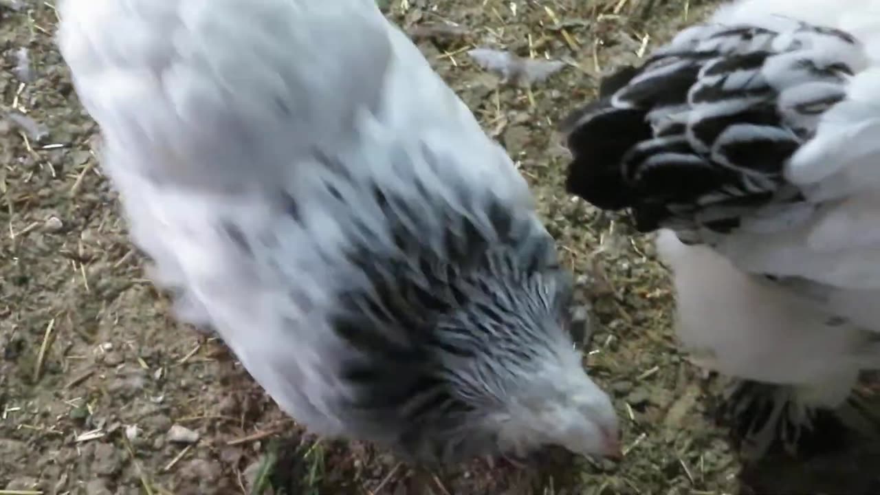 Chineese goose chicks (2)