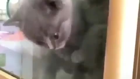 Hes an Escape Artist! (Shocking!)
