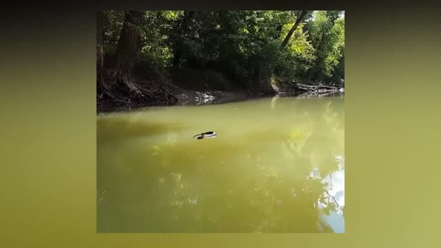 Deep In The Forest, A River Was Full Of Snakes