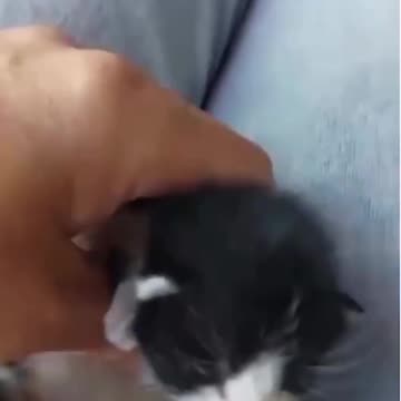 Urgent: a young woman saves from death a kitten that fell on the highway