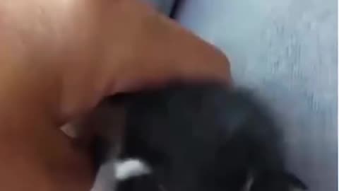 Urgent: a young woman saves from death a kitten that fell on the highway