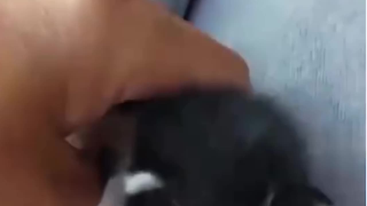 Urgent: a young woman saves from death a kitten that fell on the highway