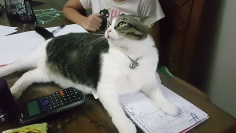 Cat - not allowed sister doing homework