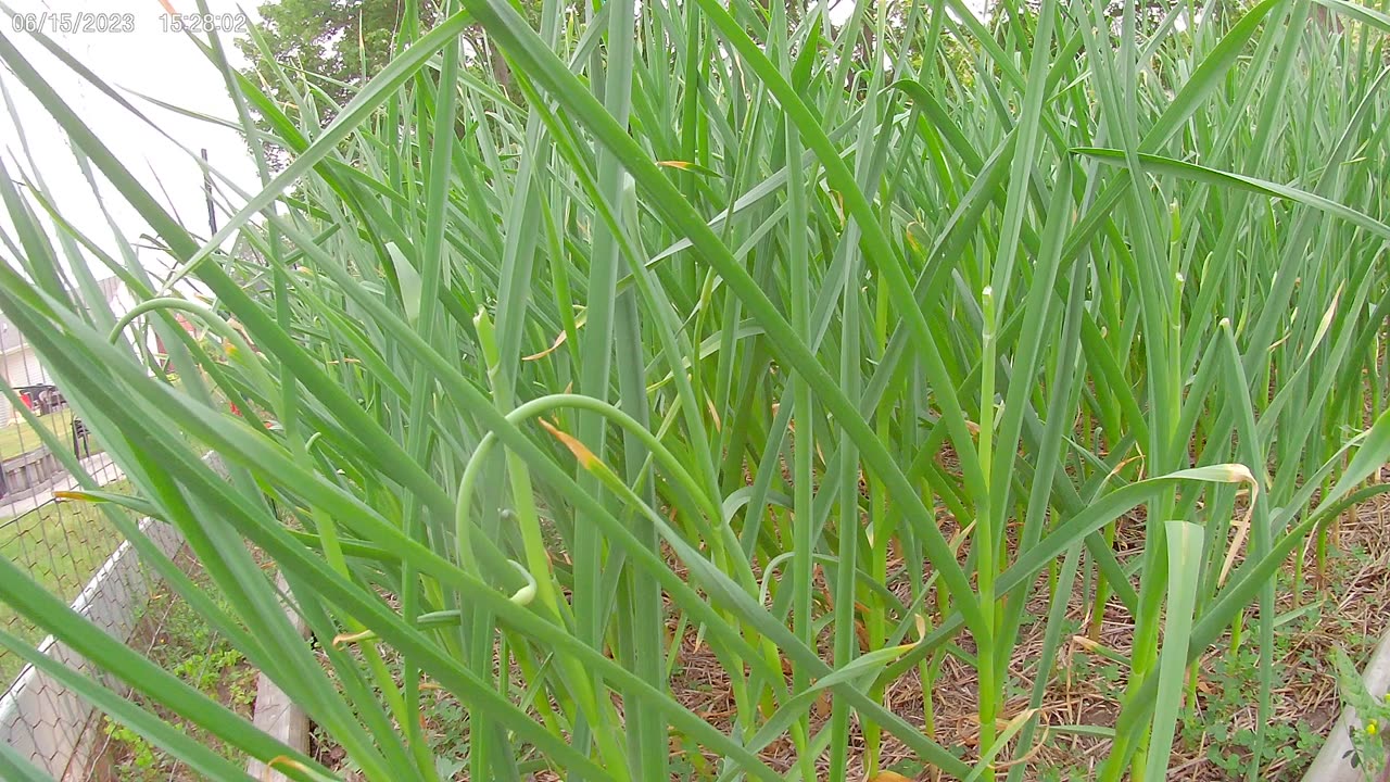 Garlic scapes short & sweet