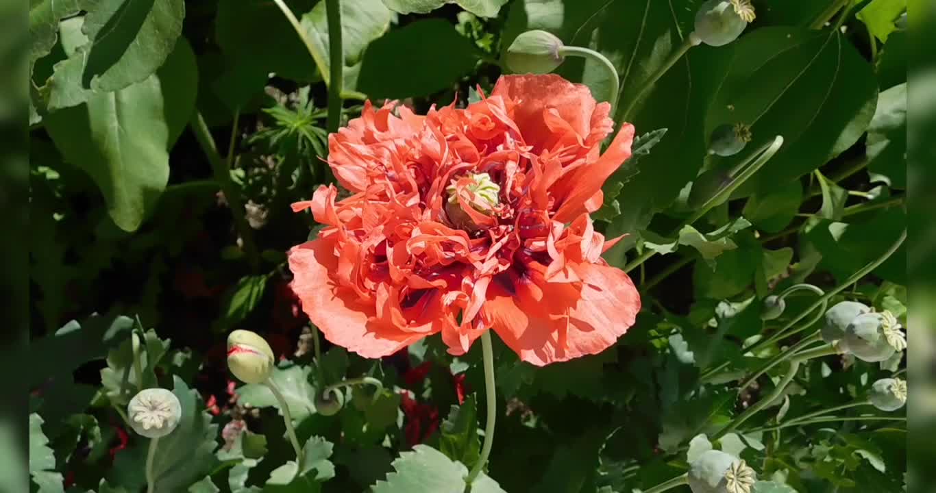 Flowers With Green Fresh Leaves In 4K